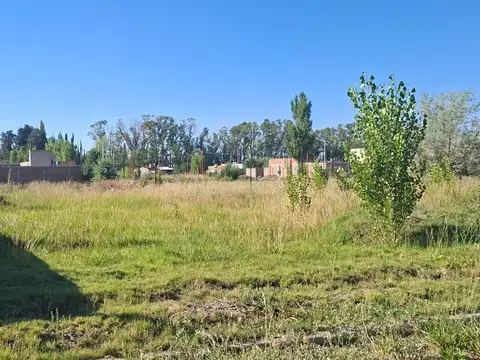 Los Eucaliptos
