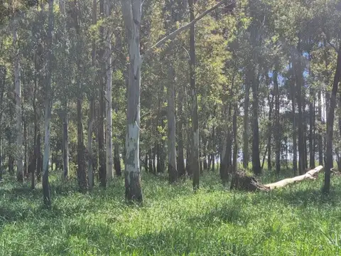 Ruta Nacional 5 100