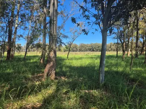 Oportunidad Venta Campo 21 Ha sobre Ruta 5 (Km 135) - Suipacha | Apta Comercial, Agro e Inversi...