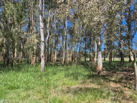 Oportunidad Venta Campo 21 Ha sobre Ruta 5 (Km 135) - Suipacha | Apta Comercial, Agro e Inversi...