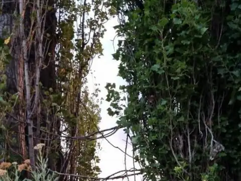 Mariano Moreno y Segovia