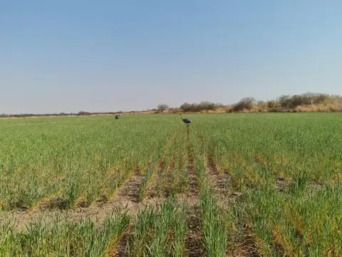 Campo en Venta de 318  ha