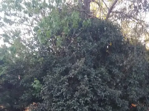 Terreno en Venta 15  mts Frente