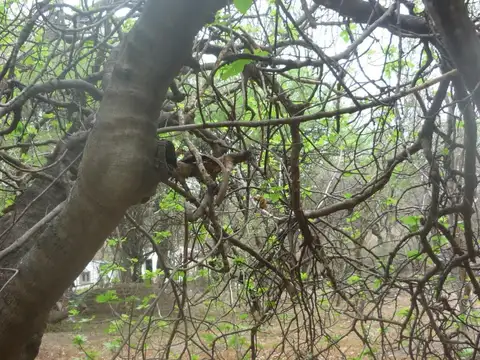 013345 - En venta Terreno 2.120m2 - San Marcos Sierras