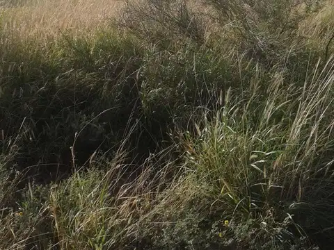 1000 ha en Venta - Herrera - Santiago del Estero