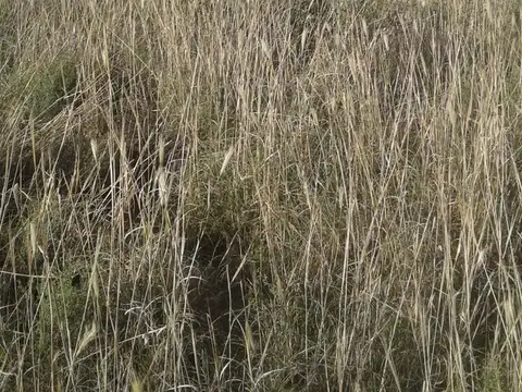 1000 ha en Venta - Herrera - Santiago del Estero