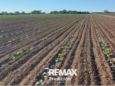 Campo mixto de 100 hectáreas en juan josé castelli