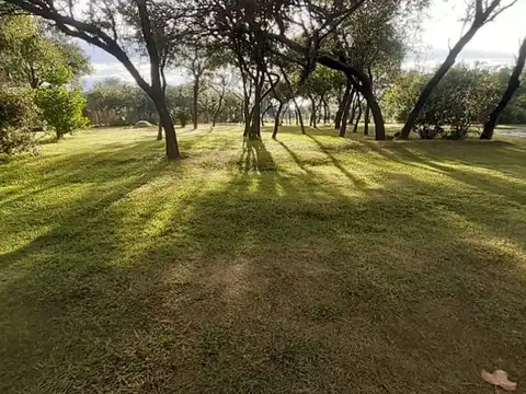 lote 100