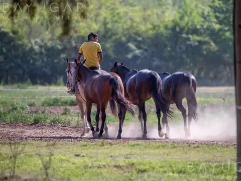 Lote \ Oportunidad Inversión \ Tessalia Tierra de Centauros