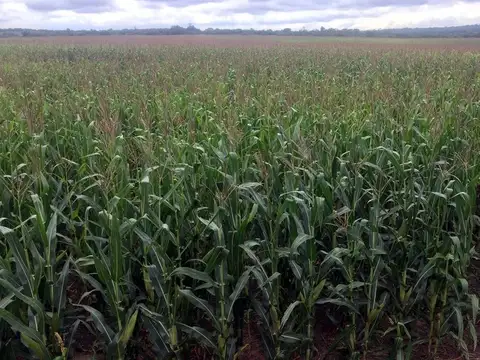 Oportunidad 900 has Rosario de La Frontera Salta - Financiación