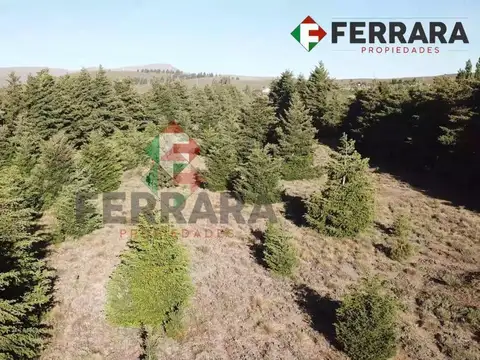 VENTA – Excelente fracción 3,5 hectáreas en Santa María del Nirihuau.