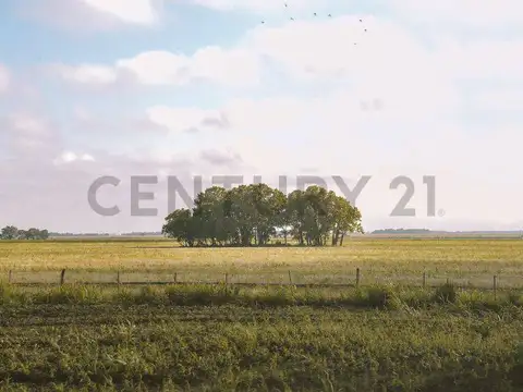 VENTA CAMPO 1470 ha APTO GANADERIA Y AGRICULTURA LOGROÑO