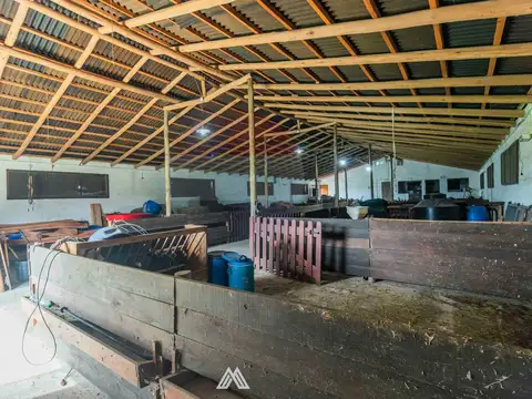 Venta Campo, Soca, 8 htas vivienda galpon