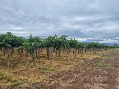 Moyano esq Mendoza 100
