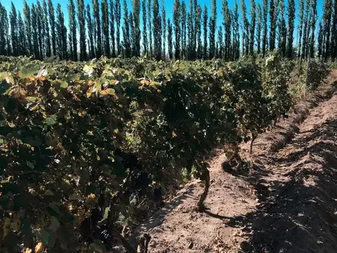 Calixto Rodriguez 11500