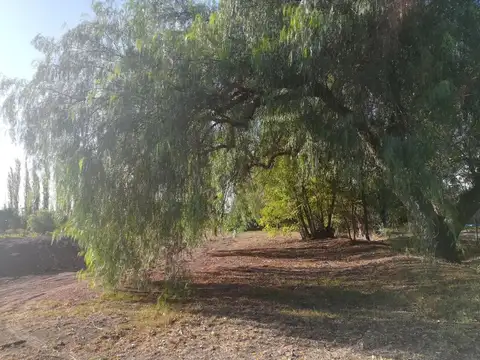 Pisano negocios Inmobiliarios Viñedo