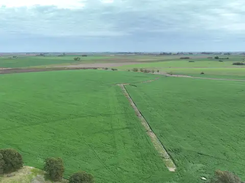 Campo en Venta Agrícola