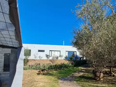 Leon lucero El Volcán 100