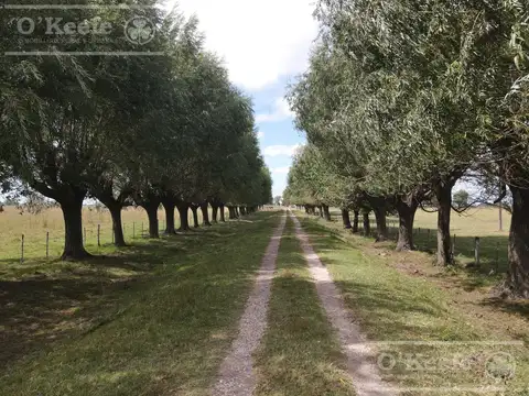 Campo Mixto en venta de 227 has en Ranchos