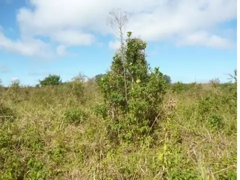 Campo en Venta Forestal