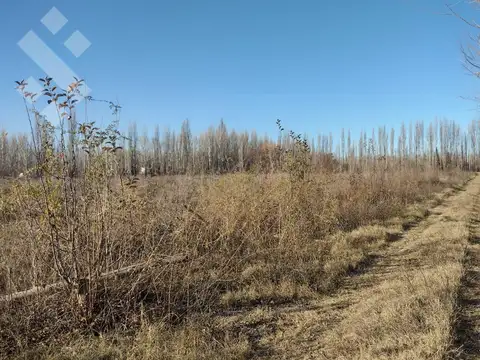 ALQUILER de CHACRA sobre Julio Dante Salto a metros de ruta 22