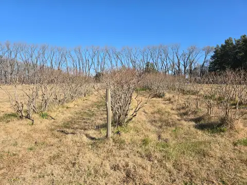 Campo en  CARDALES