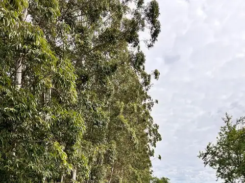Ruta 14  km 220