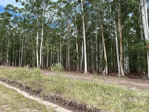 Campo en Pedernal