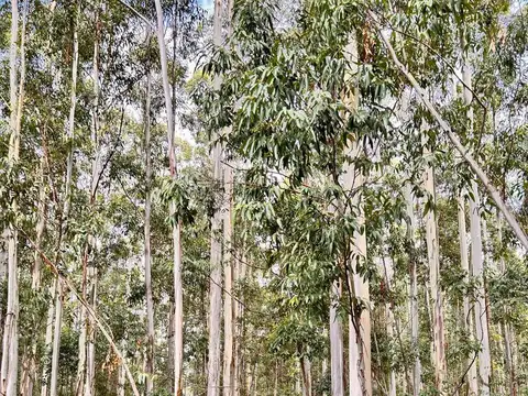 Campo en Pedernal
