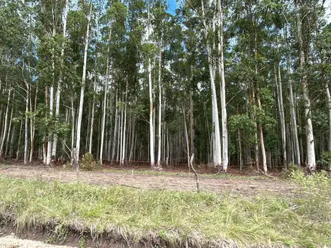 Ruta 14  km 220