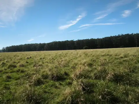 Campo en Venta de 50  ha