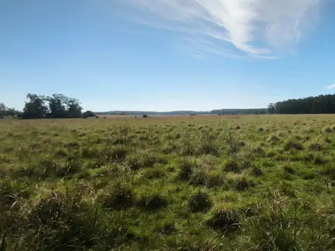 Campo en Venta de 50  ha