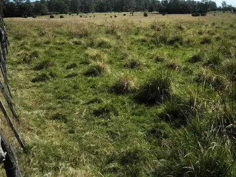 Venta 50has arenosas Federacion