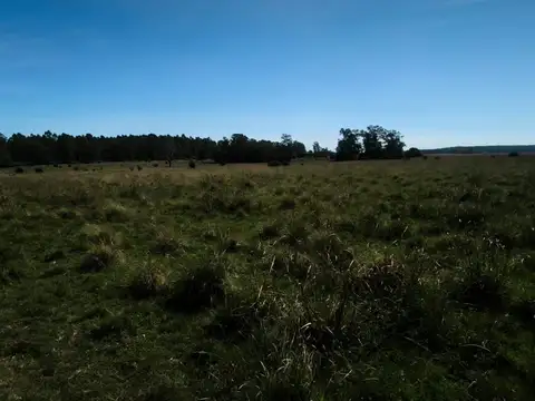 Venta 50has arenosas Federacion