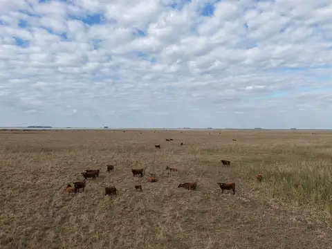Campo en Venta de 1.561  ha