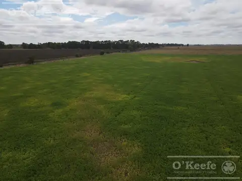 CAMPO MIXTO DE 77 HAS EN VENTA - A 7 KM DE RUTA 29 EN VILLANUEVA