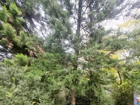 Terreno en Venta 50  mts Fondo