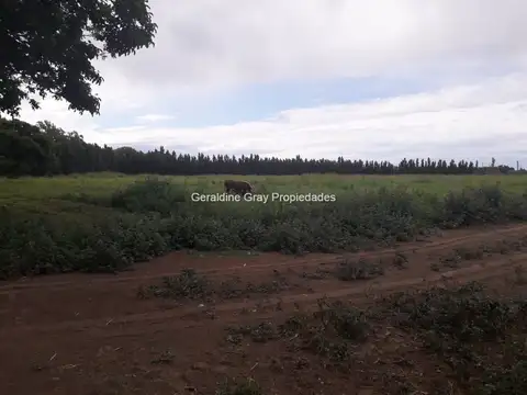 Chacra en venta de 24 has en Allen