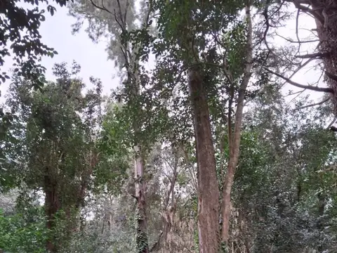 VENTA LOTE 2500MT SOBRE RUTA 5 G RODRIGUEZ PERMUTA