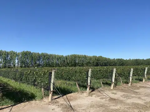 Viñedo en Cuadro Benegas