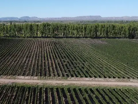 Viñedo en Cuadro Benegas