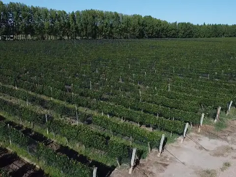 Viñedo en Cuadro Benegas