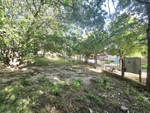 LAS AZALEAS 100