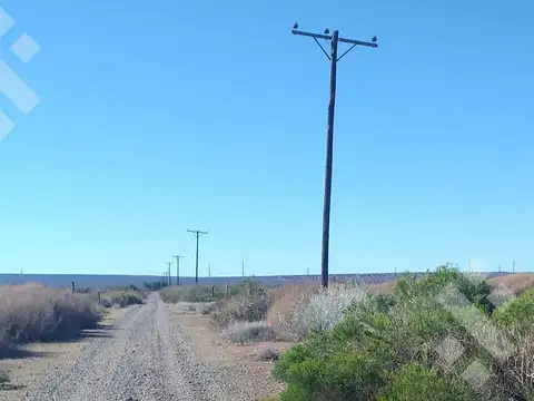 Campo de 25 Ha en venta en Senillosa. A 500 m de la R22. USD100.000. Con ESCRITURA.