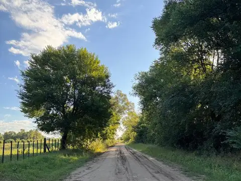 Guanaco ruta nacional 5 100