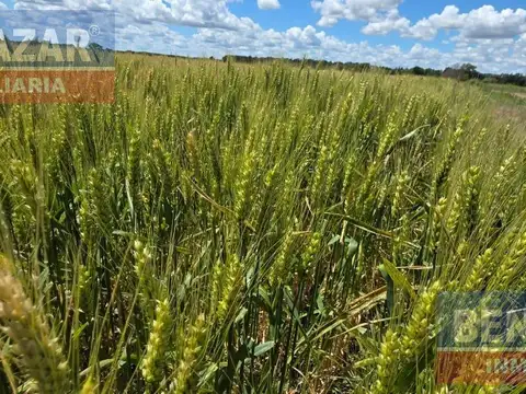Venta Campo 10 Hectáreas en Vuelta de Obligado