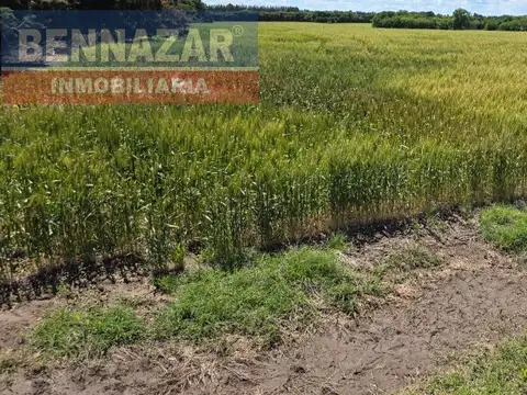 10 Hectareas, Camino Vuelta de Obligado Lucio Mansilla, San Pedro, Provincia de Buenos Airesas.