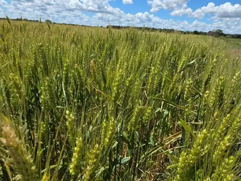 10 hectareas, CAMINO VUELTA DE OBLIGADO LUCIO MANSILLA, san pedro, provincia de buenos aires