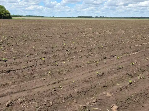 10 hectareas, CAMINO VUELTA DE OBLIGADO LUCIO MANSILLA, san pedro, provincia de buenos aires