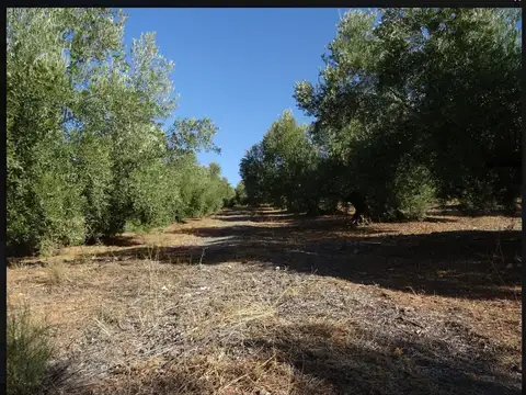 venta finca en  produccion en maipu para barrios